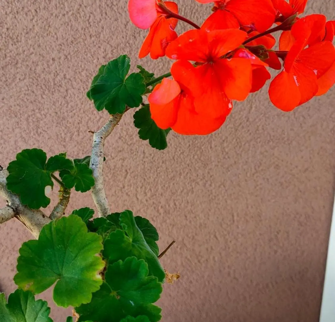 Apartmán Villa Chimera Pachino